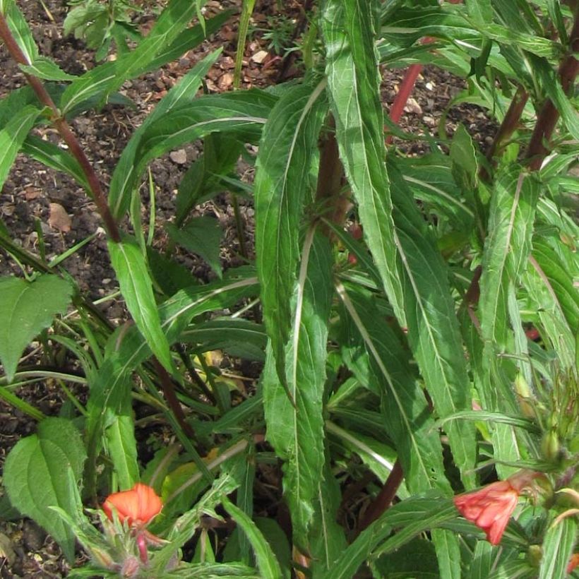 Oenothera versicolor - Orangerote Nachtkerze (Laub)