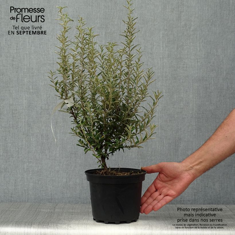 Exemplar von Olearia scilloniensis - Baumaster Topf mit 3L/4L wie im Herbst geliefert
