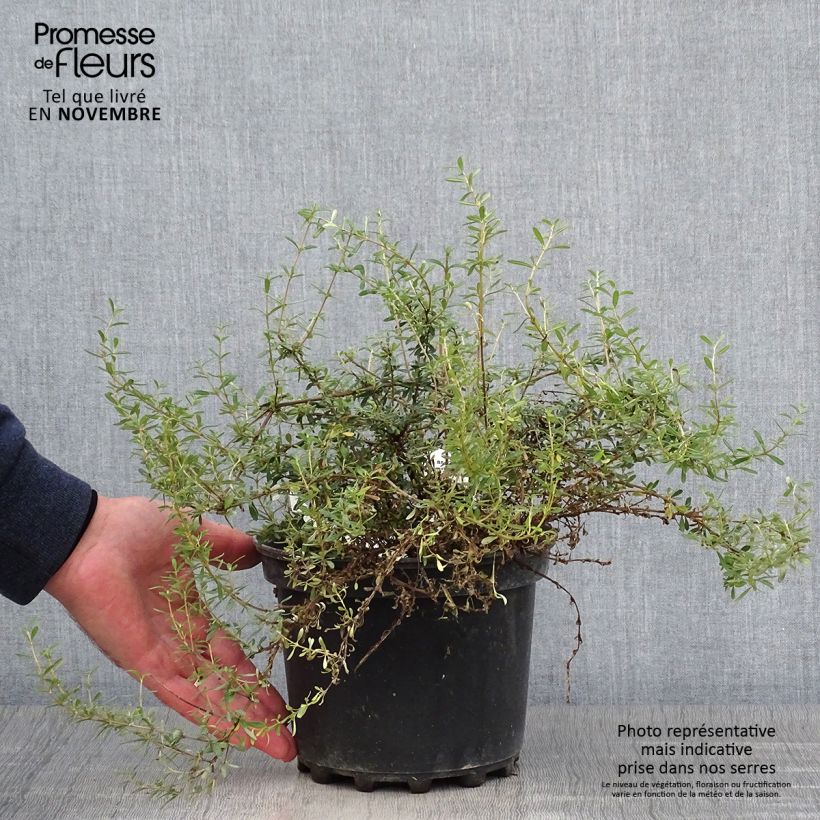Exemplar von Olearia solandri Aurea - Baumaster Topf mit 2L/3L wie im Herbst geliefert