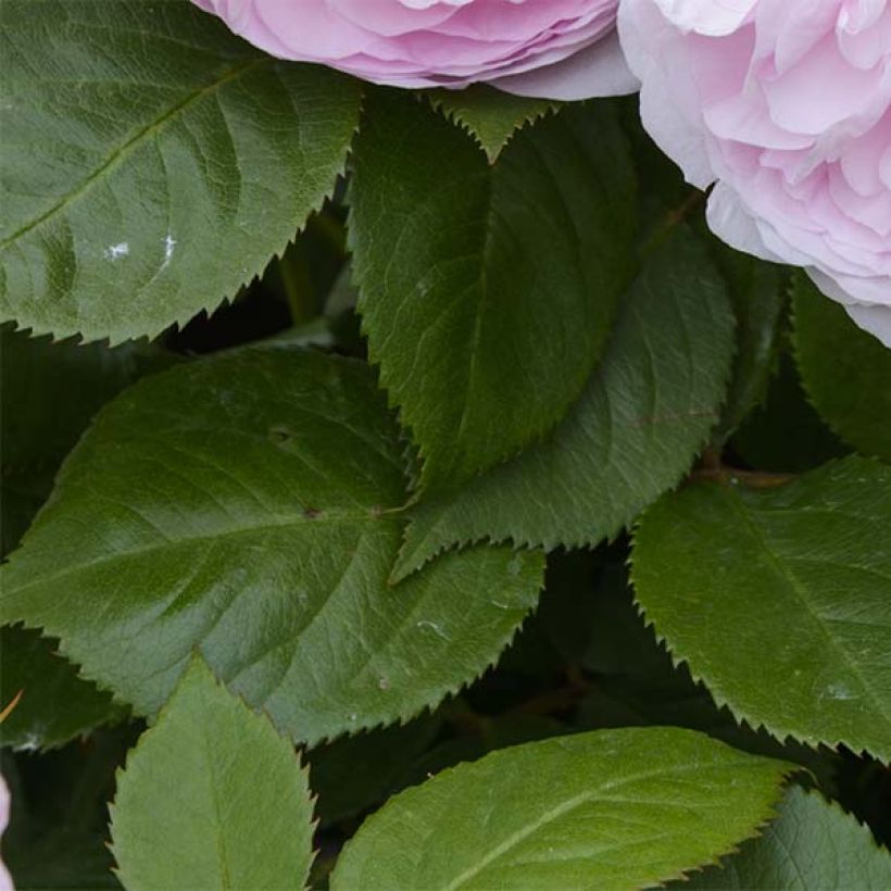 Stammrose David Austin Olivia Rose Austin (Laub)
