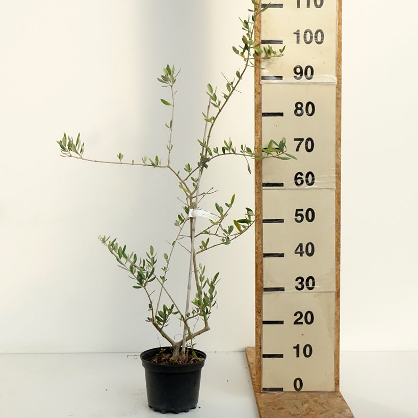 Exemplar von Ölbaum Frantoio - Olea europaea Topf mit 3L/4L wie im Sommer geliefert