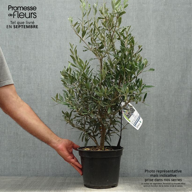 Exemplar von Ölbaum Negrette - Olea europaea Topf mit 4L/5L wie im Herbst geliefert
