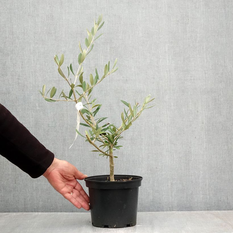 Exemplar von Ölbaum Picholine - Olea europaea Topf mit 3L/4L, Strauch/Busch, mehrstämmig wie im Herbst geliefert