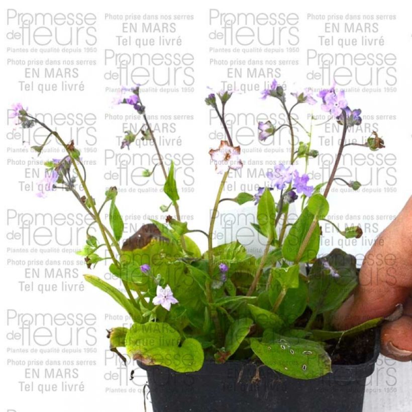 Beispiel eines Exemplars von Omphalodes cappadocica Lilac Mist - Kaukasus-Gedenkemein Kleine Töpfe von 8/9 cm wie geliefert
