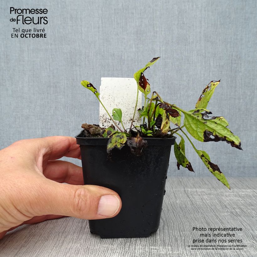 Exemplar von Omphalodes verna - Frühlings-Gedenkemein Kleine Töpfe von 8/9 cm wie im Herbst geliefert