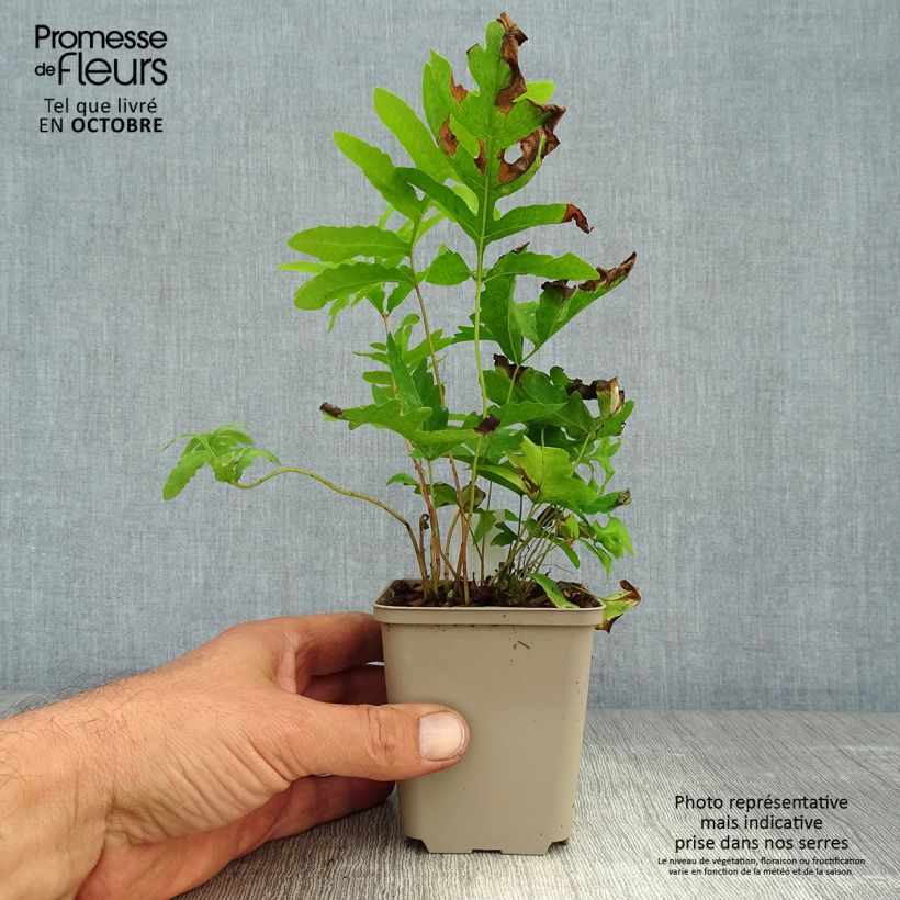 Exemplar von Onoclea sensibilis - Perlfarn Kleine Töpfe von 8/9 cm wie im Herbst geliefert