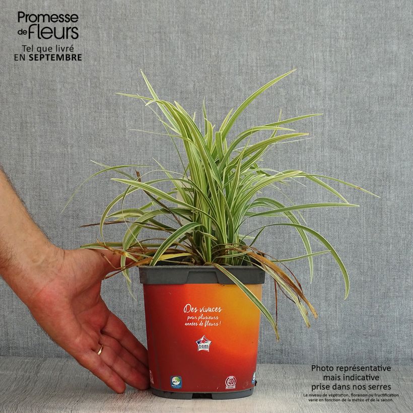 Exemplar von Ophiopogon jaburan Albo Variegata - Schlangenbart Topf mit 2L/3L wie im Sommer geliefert
