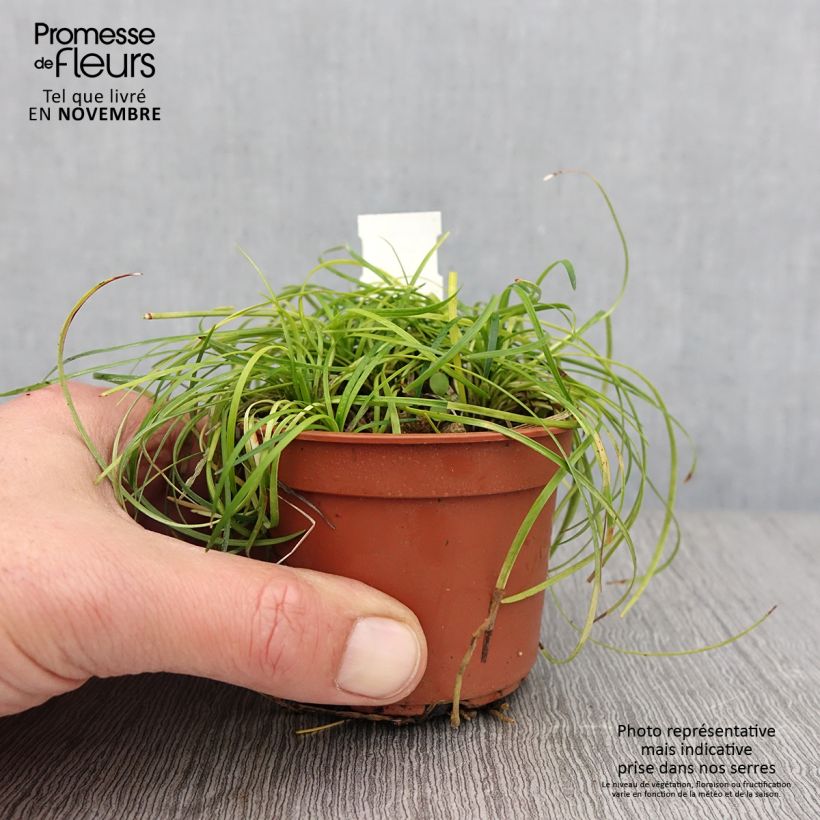 Exemplar von Ophiopogon chingii - Schlangenbart Kleine Töpfe von 8/9 cm wie im Herbst geliefert