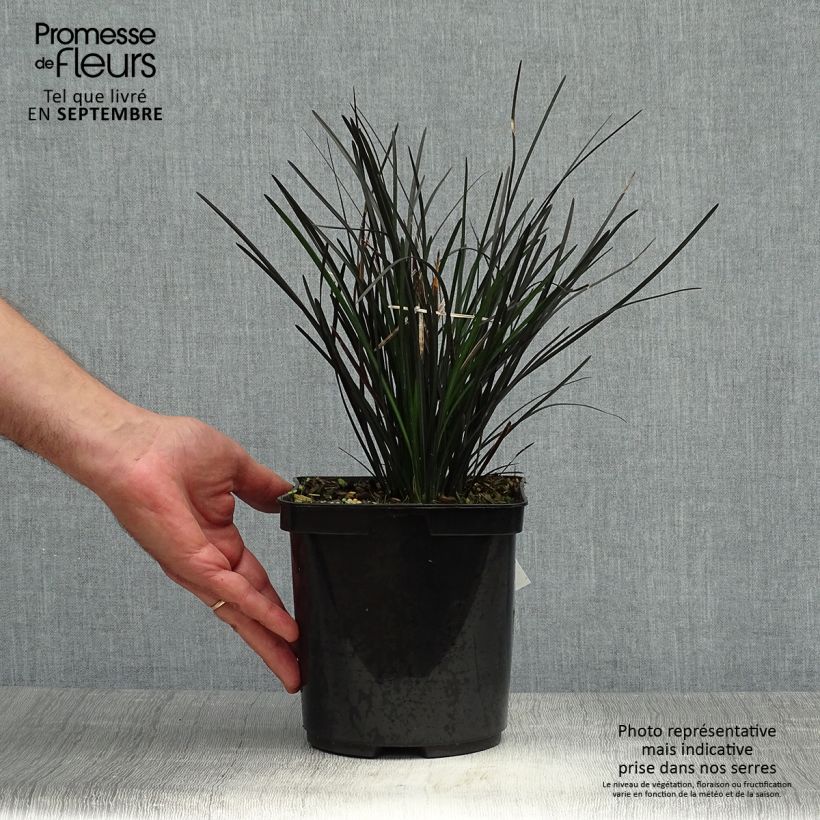 Exemplar von Ophiopogon planiscapus Hosoba Kokuryu - Schlangenbart Topf mit 2L/3L wie im Herbst geliefert