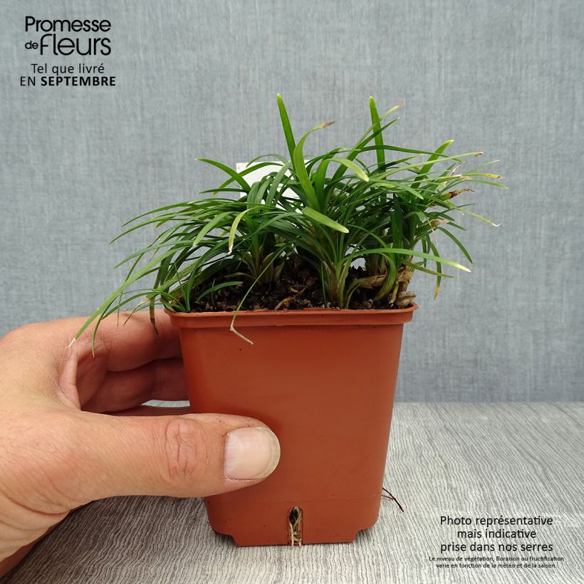 Exemplar von Ophiopogon japonicus Minor - Schlangenbart Kleine Töpfe von 8/9 cm wie im Herbst geliefert