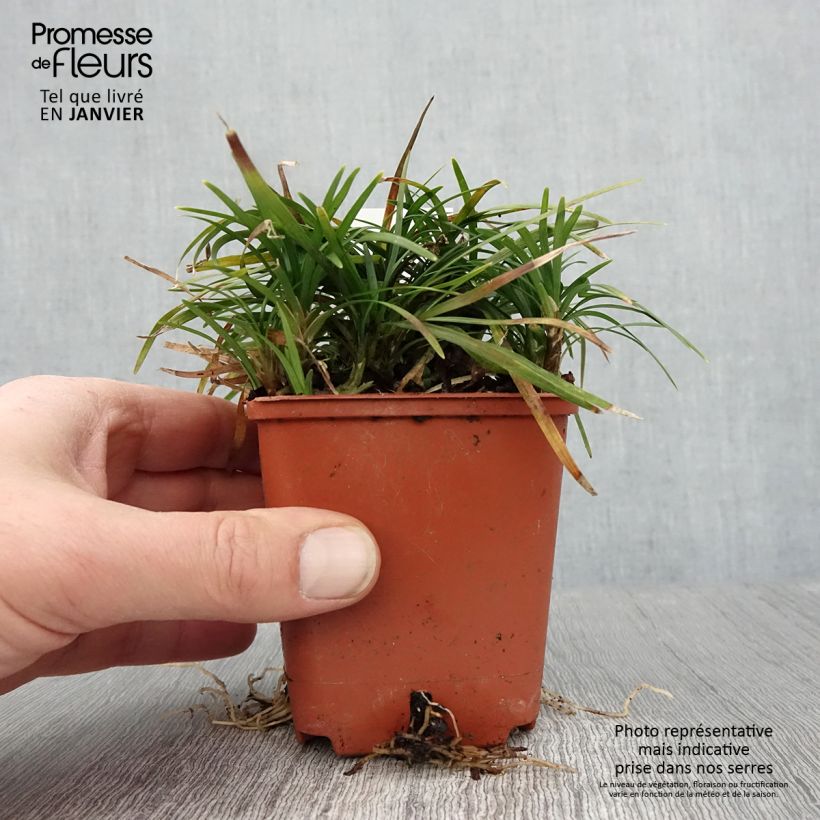 Exemplar von Ophiopogon japonicus Minor - Schlangenbart Kleine Töpfe von 8/9 cm wie im Winter geliefert