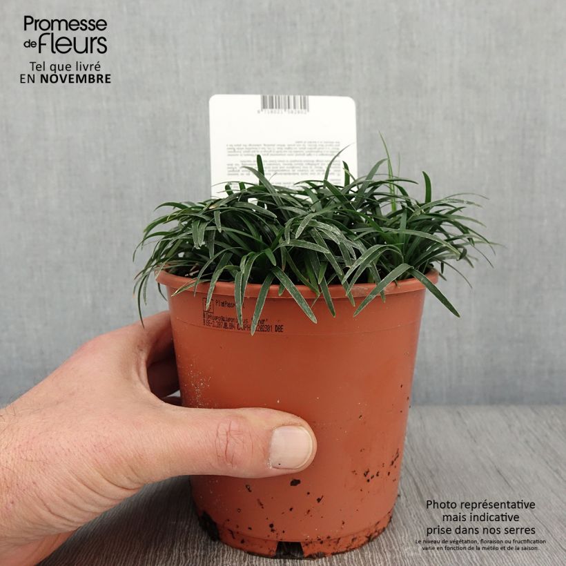 Exemplar von Ophiopogon japonicus Minor - Schlangenbart Topf mit 1L/1,5L wie im Herbst geliefert