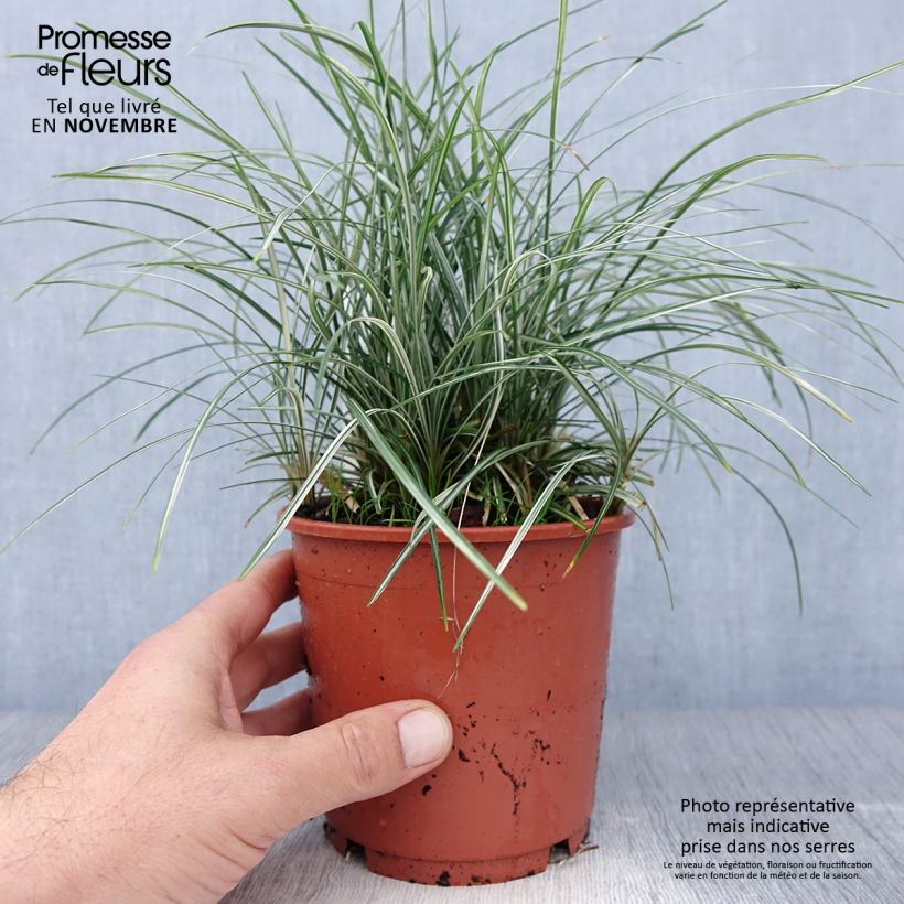Exemplar von Ophiopogon japonicus Silver Mist - Schlangenbart Topf mit 1L/1,5L wie im Herbst geliefert