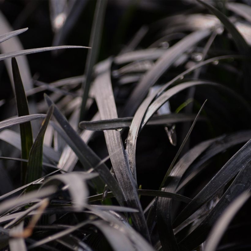 Ophiopogon planiscapus Nigrescens - Schlangenbart (Laub)