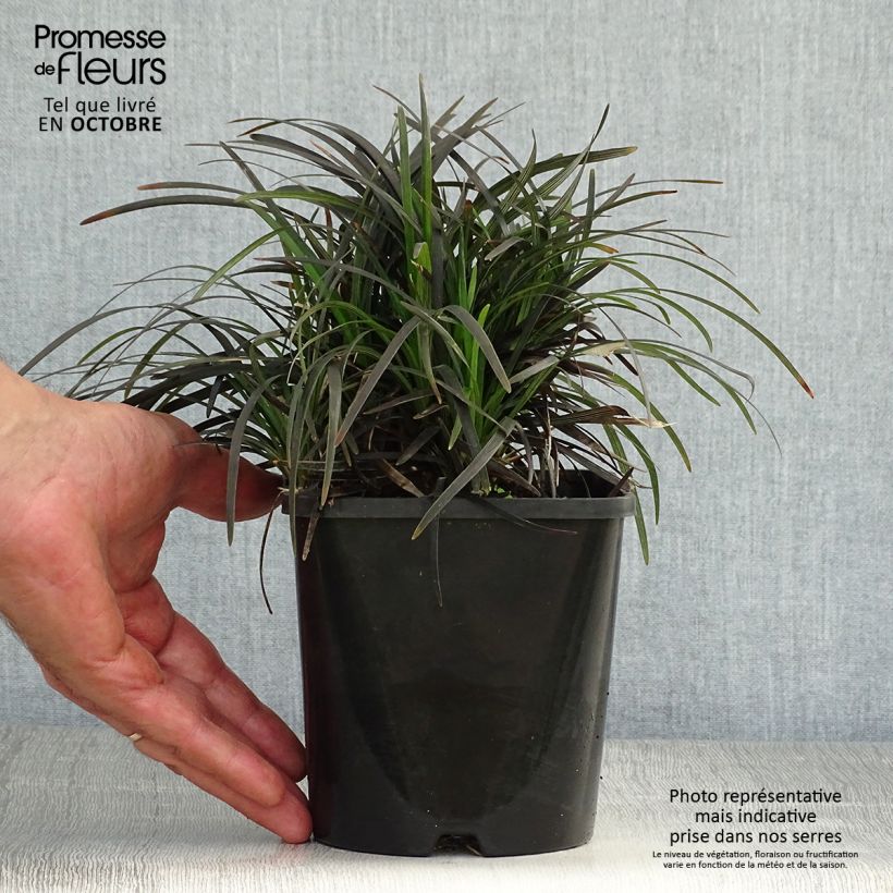 Exemplar von Ophiopogon planiscapus Black Dragon - Schlangenbart Topf mit 1L/1,5L wie im Herbst geliefert