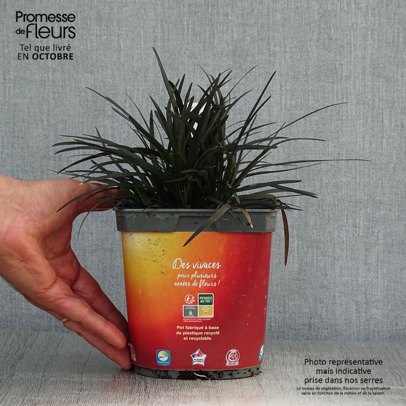 Exemplar von Ophiopogon planiscapus Nigrescens - Schlangenbart Topf mit 2L/3L wie im Herbst geliefert