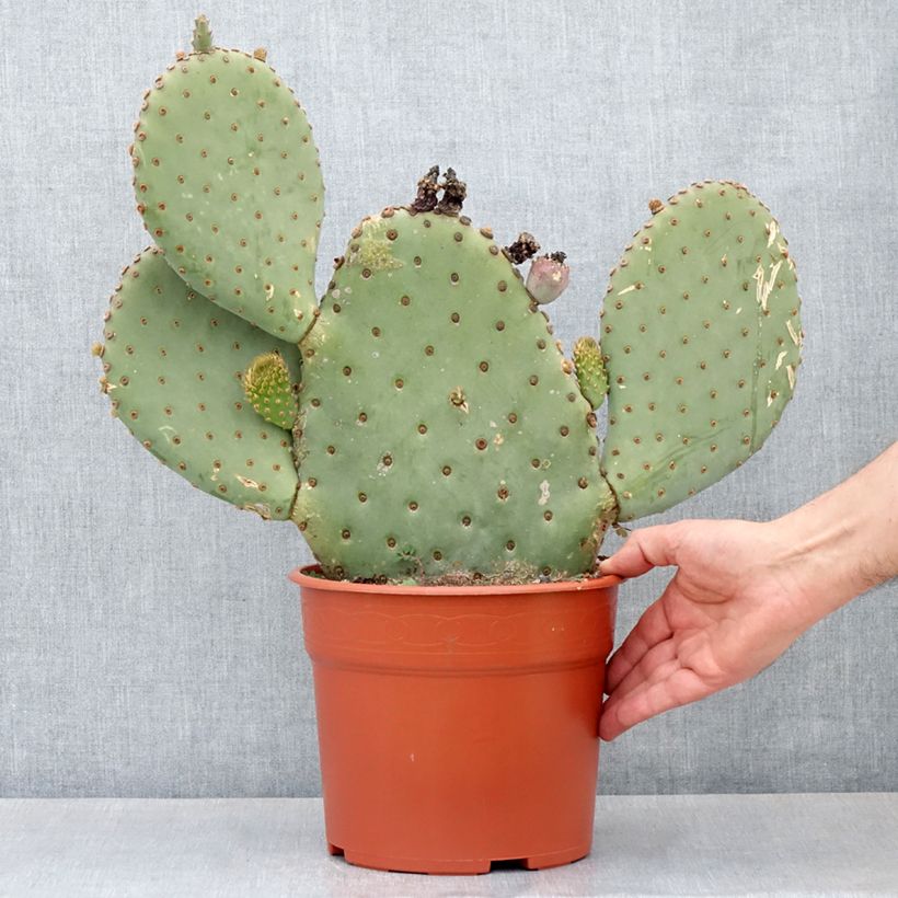 Exemplar von Opuntia basilaris - Feigenkaktus Topf mit 4L/5L wie im Herbst geliefert
