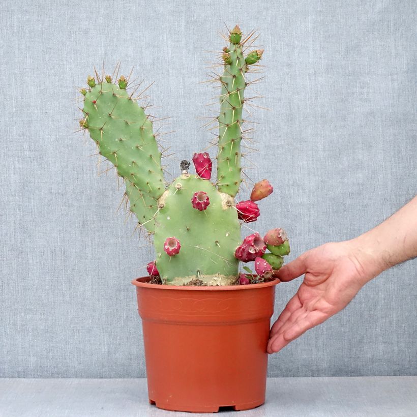 Exemplar von Opuntia bergeriana - Feigenkaktus Topf mit 4L/5L wie im Herbst geliefert