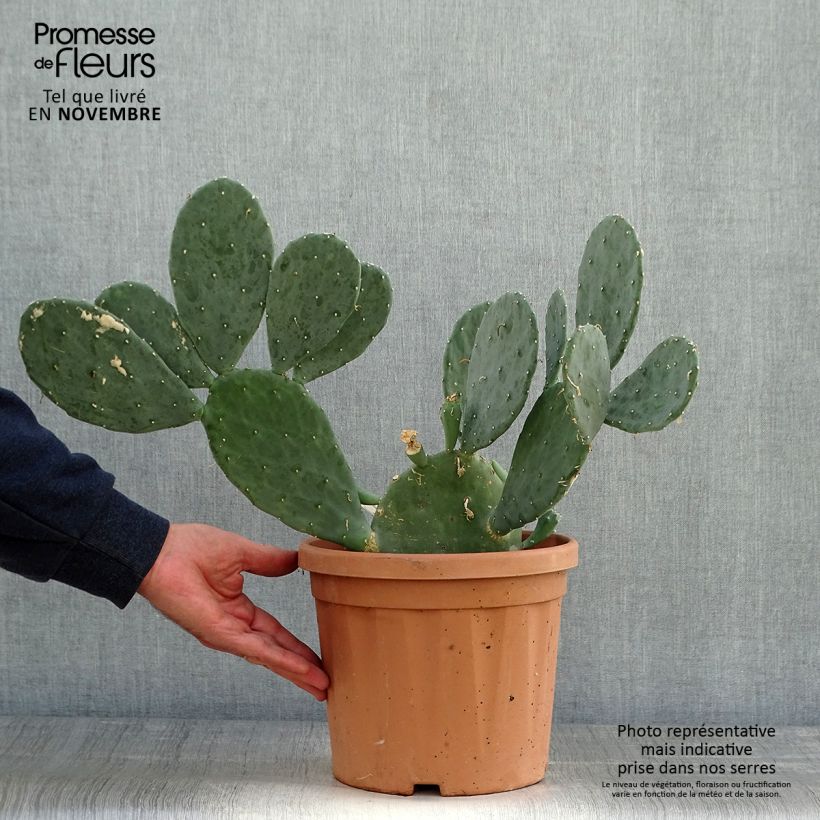 Exemplar von Opuntia cacanapa Ellisiana - Feigenkaktus Topf mit 4L/5L wie im Herbst geliefert