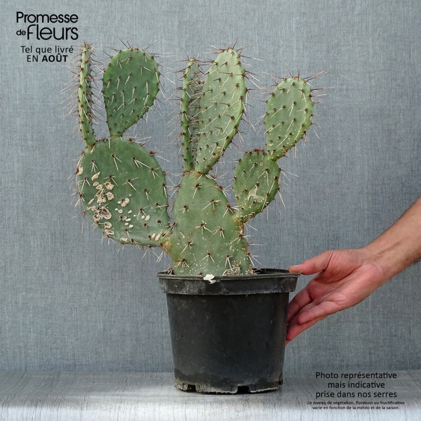 Exemplar von Opuntia dulcis - Feigenkaktus Topf mit 4L/5L wie im Sommer geliefert
