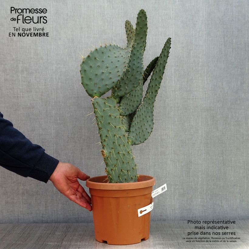 Exemplar von Opuntia engelmannii var.linguiformis - Feigenkaktus Topf mit 4L/5L wie im Herbst geliefert