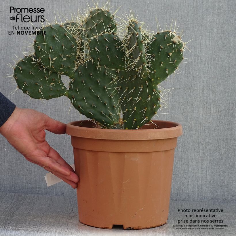Exemplar von Opuntia howeyi - Feigenkaktus Topf mit 4L/5L wie im Herbst geliefert
