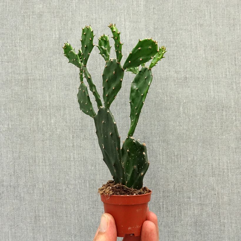 Exemplar von Opuntia jamaicensis Mini-Pflanze wie im Frühjahr geliefert