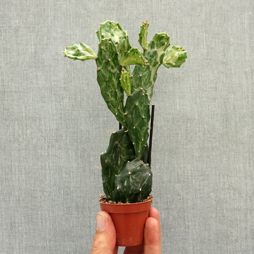 Exemplar von Opuntia jamaicensis Ghost Mini-Pflanze wie im Frühjahr geliefert