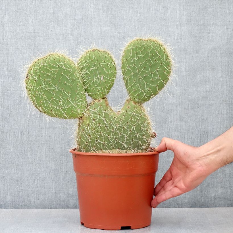 Exemplar von Opuntia leucotricha - Feigenkaktus Topf mit 4L/5L wie im Herbst geliefert