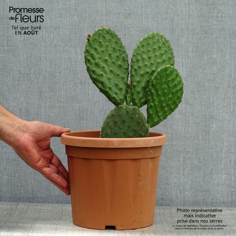 Exemplar von Opuntia lubrica - Feigenkaktus Topf mit 3L/4L wie im Sommer geliefert