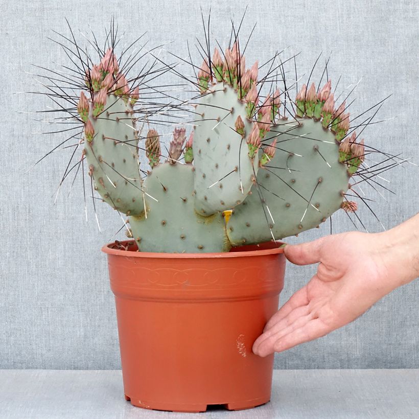 Exemplar von Opuntia macrocentra - Feigenkaktus Topf mit 4L/5L wie im Herbst geliefert