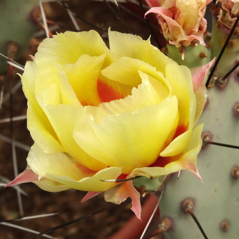 Opuntia macrocentra - Feigenkaktus (Blüte)