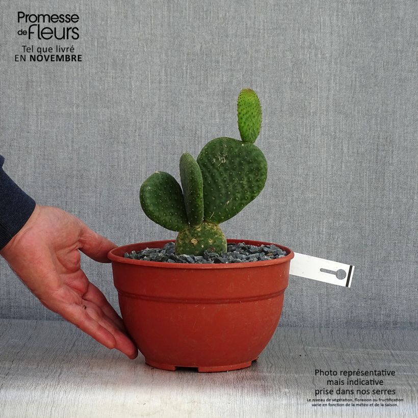 Exemplar von Opuntia microdasys Caress - Feigenkaktus Topf mit 3L/4L wie im Herbst geliefert