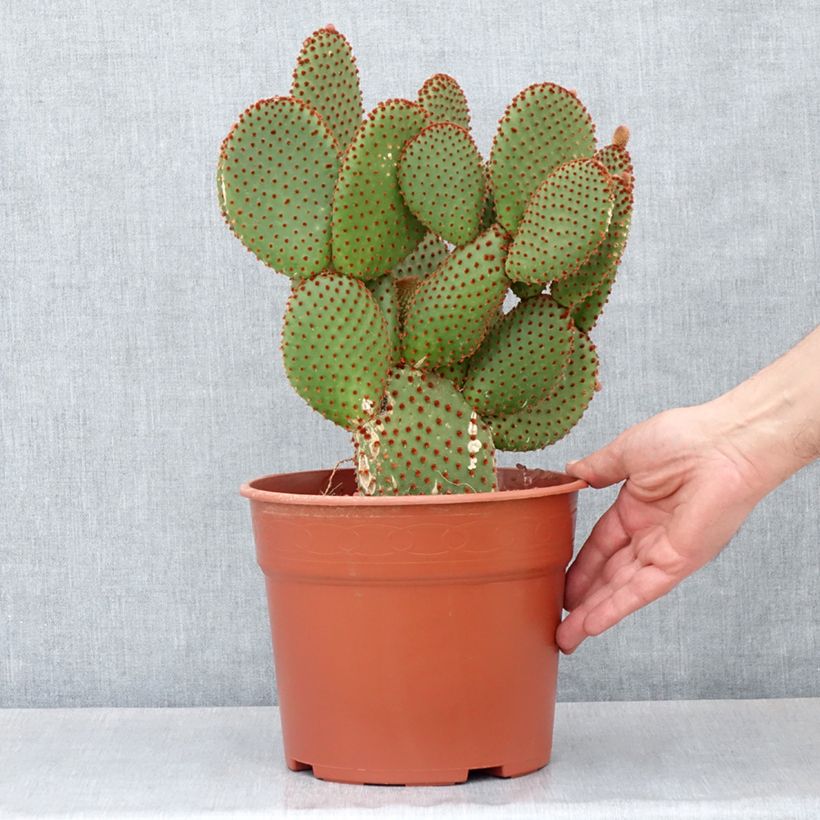 Exemplar von Opuntia microdasys var. rufida - Feigenkaktus Topf mit 4L/5L wie im Herbst geliefert