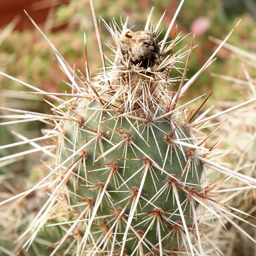Opuntia polyacantha - Feigenkaktus (Laub)
