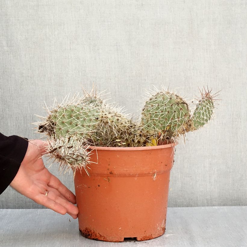 Exemplar von Opuntia polyacantha - Feigenkaktus Topf mit 4L/5L wie im Herbst geliefert