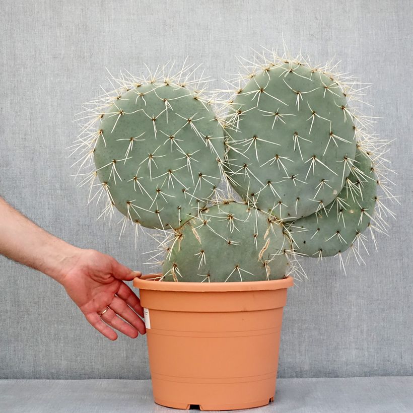 Exemplar von Opuntia robusta - Feigenkaktus Topf mit 7,5L/10L wie im Frühjahr geliefert