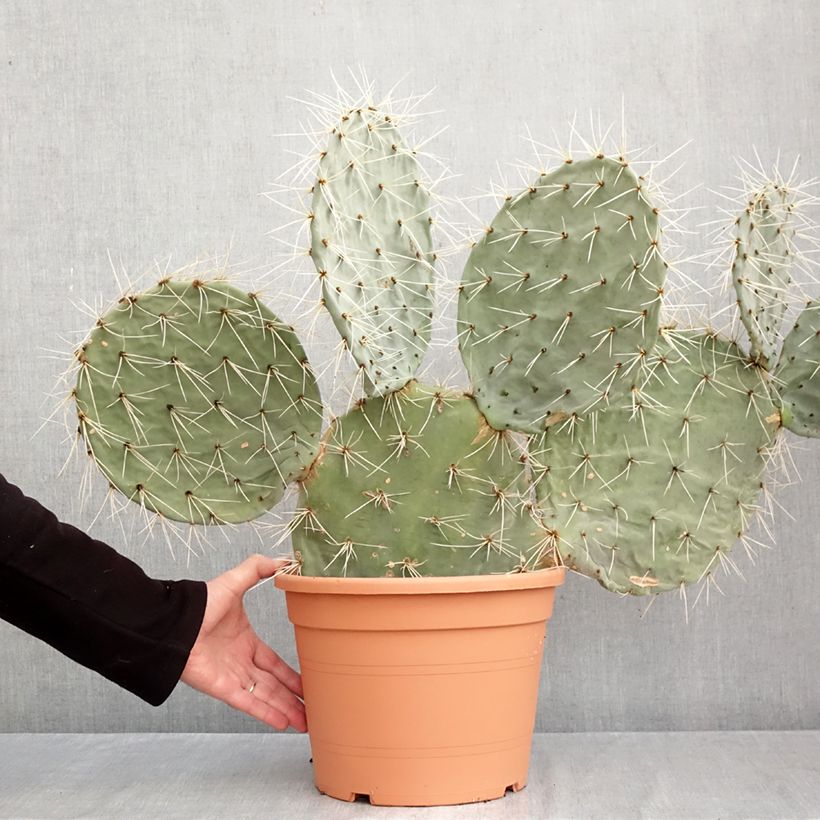 Exemplar von Opuntia robusta - Feigenkaktus Topf mit 7,5L/10L wie im Herbst geliefert