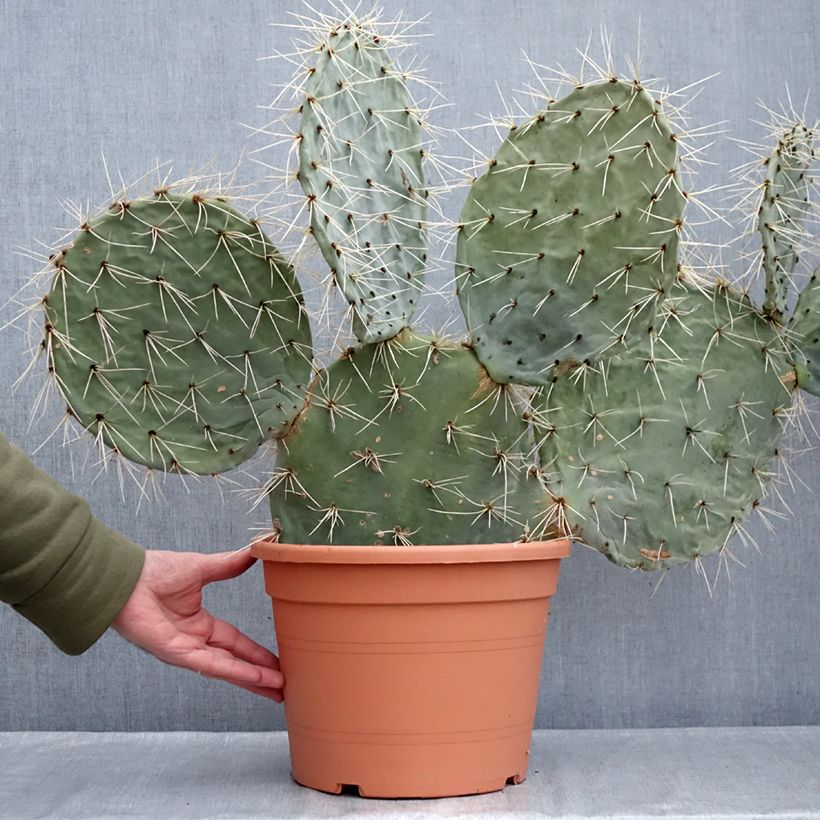 Exemplar von Opuntia robusta - Feigenkaktus Topf mit 7,5L/10L wie im Winter geliefert