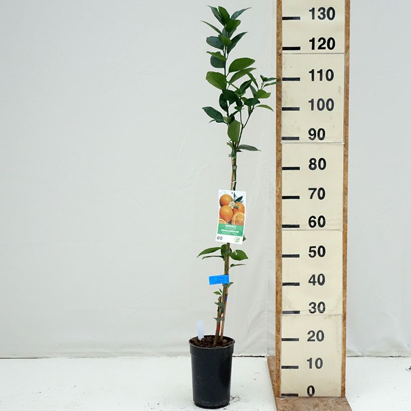 Exemplar von Orange Oranger - Citrus sinensis Topf mit 3L/4L, Strauch/Busch, mehrstämmig wie im Winter geliefert