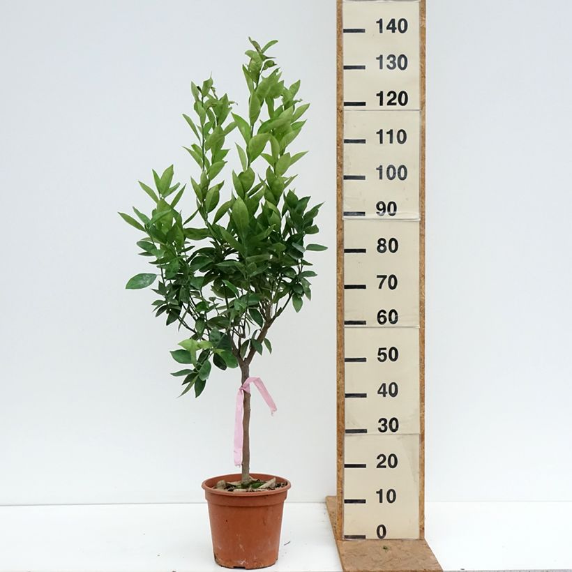 Exemplar von Orange Oranger - Citrus sinensis Topf mit 4L/5L, 1/4 Stängel wie im Herbst geliefert