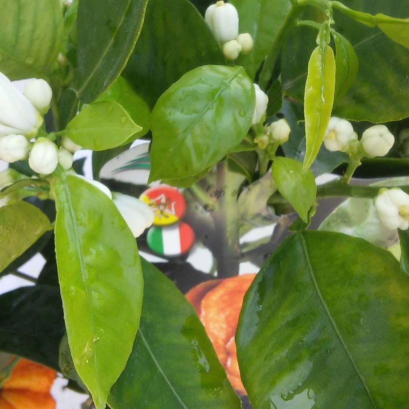 Hybride Orange Corrugata - Citrus sinensis x aurantium (Laub)