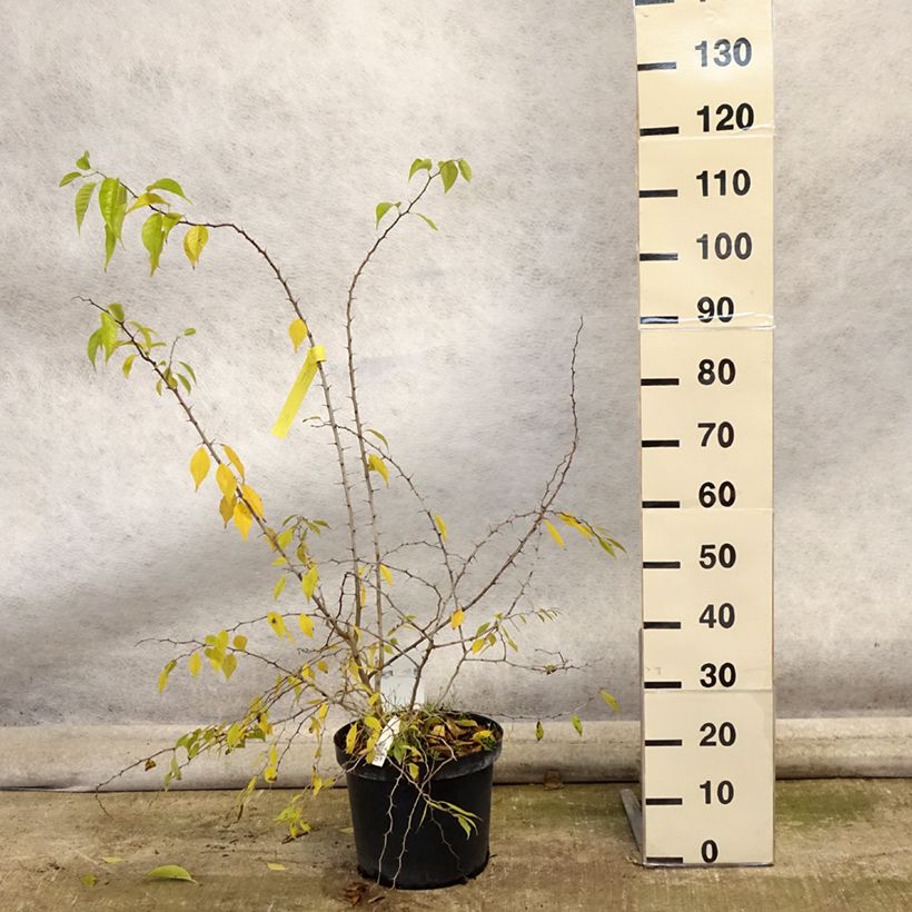 Exemplar von Maclura pomifera - Osagedorn Topf mit 7,5L/10L wie im Herbst geliefert