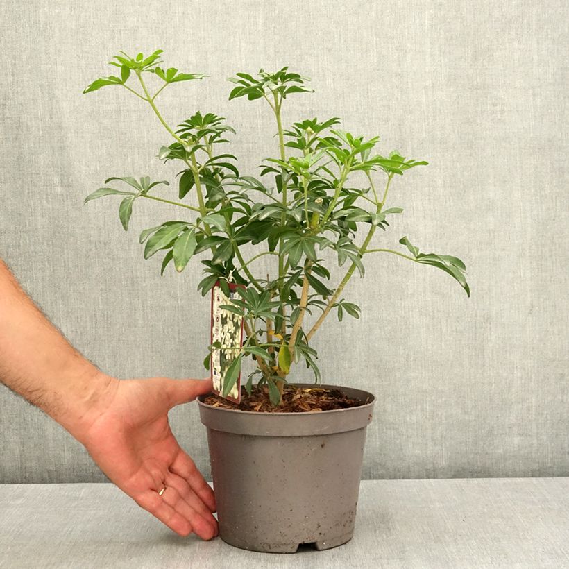 Exemplar von Orangenblume Green Fingers - Choisya ternata Topf mit 2L/3L wie im Sommer geliefert