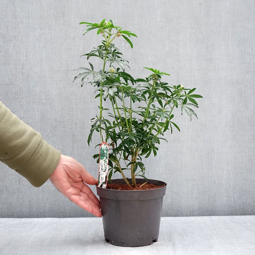 Exemplar von Orangenblume Green Fingers - Choisya ternata Topf mit 2L/3L wie im Winter geliefert