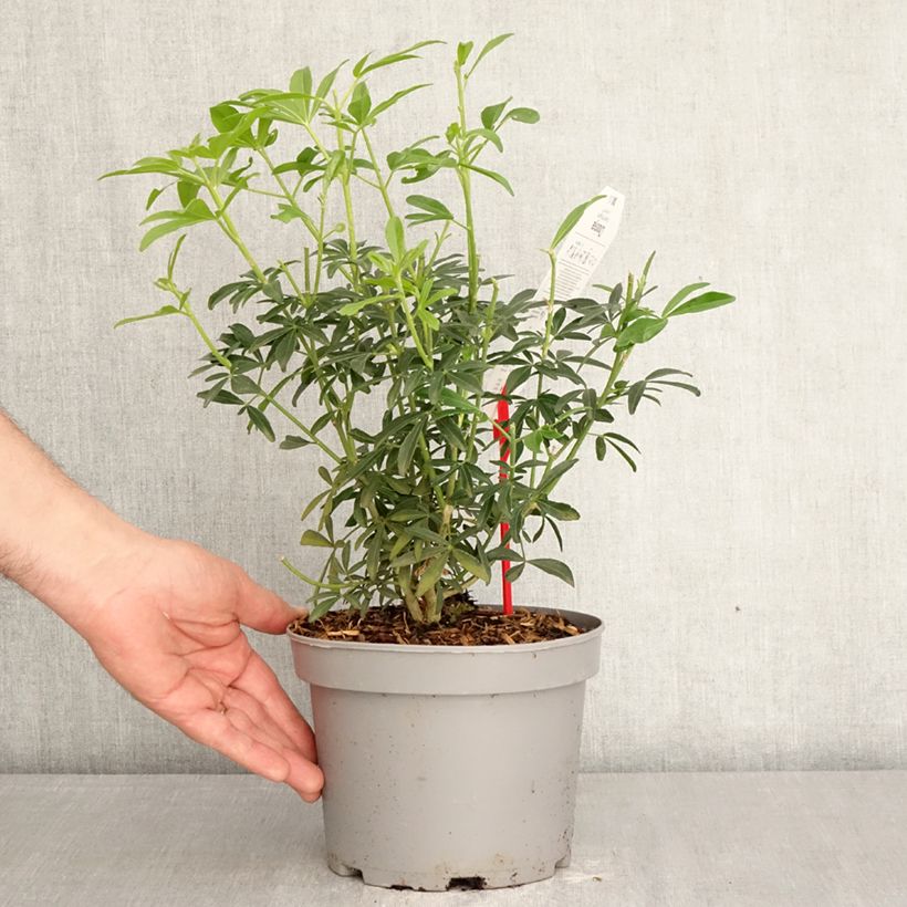 Exemplar von Orangenblume Green Fingers - Choisya ternata Topf mit 2L/3L wie im Frühjahr geliefert