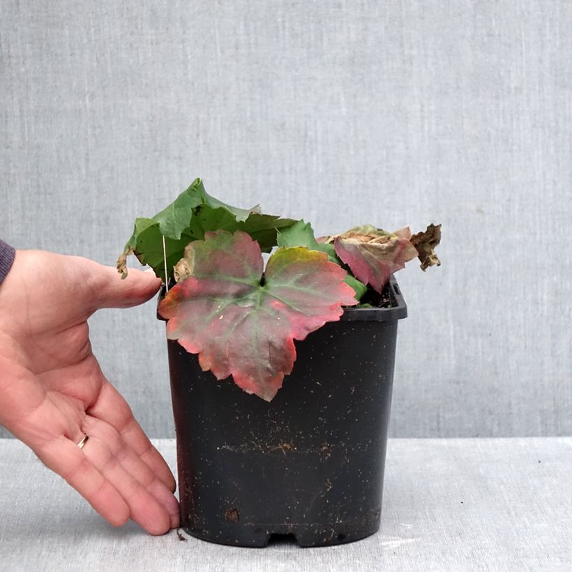 Exemplar von Oredenia Fusion of Fire Topf mit 1,5L/2L wie im Herbst geliefert