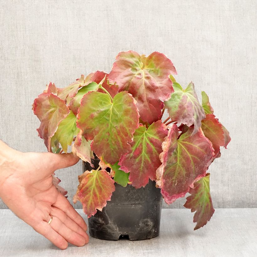 Exemplar von Oredenia Fusion of Fire Topf mit 1,5L/2L wie im Sommer geliefert