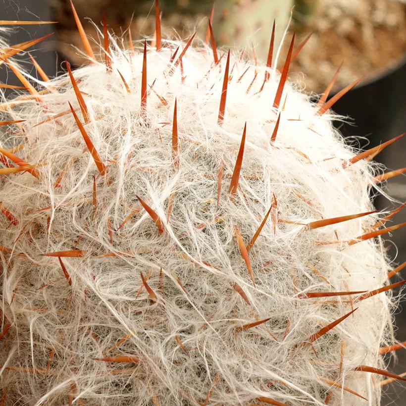 Oreocereus trollii - Kaktus (Laub)