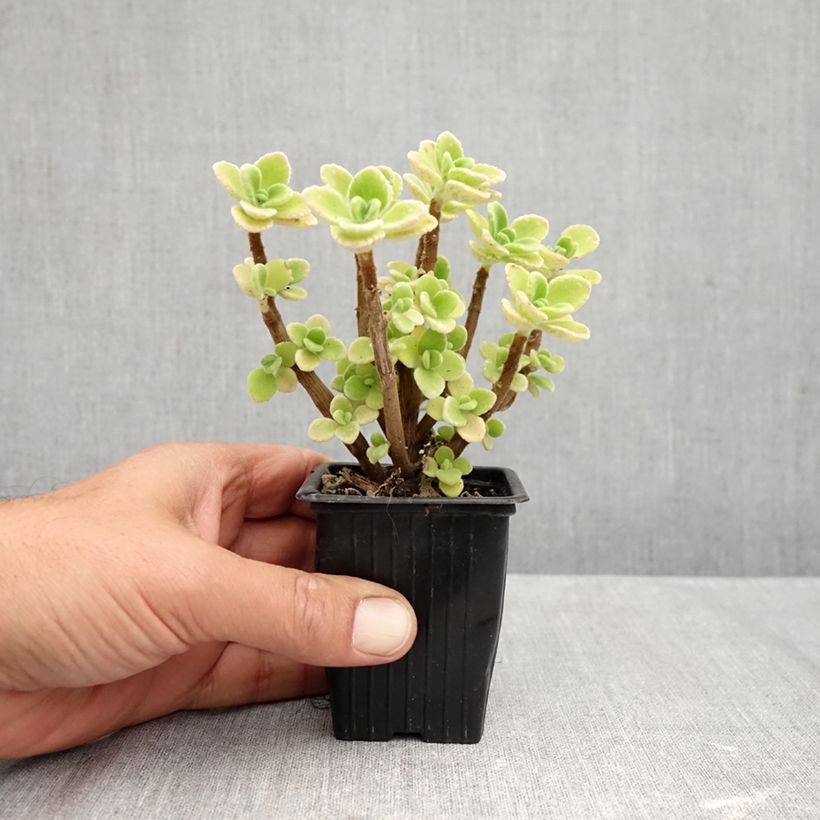 Exemplar von Jamaika-Thymian - Plectranthus amboinicus Kleine Töpfe von 8/9 cm wie im Herbst geliefert